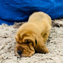 Male Red (Rusty) - Red and white male Basset Hound puppy in Oviedo, Florida from Boss Farms