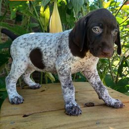 Luna - Liver roan female German Shorthaired Pointer puppy in Elberta, Alabama from Old Orchard Farm