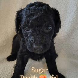 Sugar - peach girl - Black female Goldendoodle puppy in Stevensville, Montana from 3 Willows Doodles