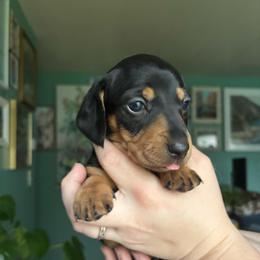 Pepper - Black and tan female Dachshund puppy in Jacksonville, North Carolina from Lizzie’s Doxies