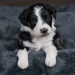 Jingles - Black tri-color male Aussiedoodle puppy in Casa, Arkansas from Blue Diamond Puppies