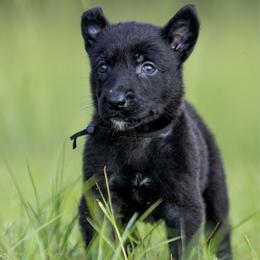Male 3 - Black brindle male Dutch Shepherd puppy in Fayetteville, North Carolina from Iron Sight K9s