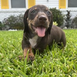 Dachshund puppies from NOLA Dachshunds