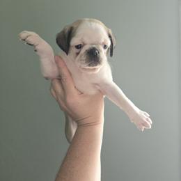 Boy 3 (Panda) - Cream male Pug puppy in Auburn, Kentucky from Prentice Family Pugs