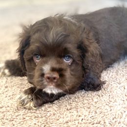 Cocker Spaniel Puppies from Huntcrest Cockers