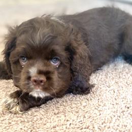 Cocker Spaniel Puppies from Huntcrest Cockers