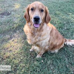 McClaine - Golden Retriever