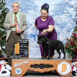 Staffordshire Bull Terriers from Takedown Staffords