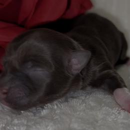 Oakley - AKC - Chocolate female Havanese puppy in Verden, Oklahoma from Holcombs Puppy Ranch