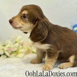 Paris - Chocolate and cream female Dachshund puppy in Pleasant Hope, Missouri from Ooh La La Doxies