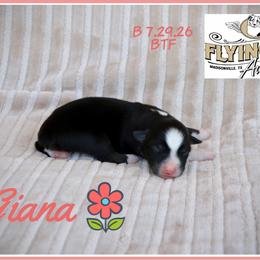 Giana - Black tri female Miniature Australian Shepherd puppy in Madisonville, Texas from Flying LL Aussies