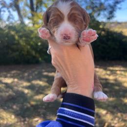 Blue - Red  female Goldendoodle puppy in Richmond, Kentucky from The Doting Doodle