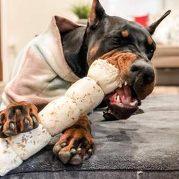 Doberman Pinscher Puppies from Imperium Dobermann Kennel