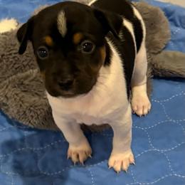 Geneva - Black white and tan female Rat Terrier puppy in Savoy, Texas from Rockin EZ Rat Terriers