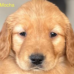 Mocha - Golden female Golden Retriever puppy in Vail, Arizona from Retrievers Gold AZ