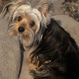 Yorkshire Terrier puppies from Rosenthal Yorkies