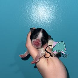 Luca - Black parti male Pomeranian puppy in Perry County, Ohio from Speechless Pom’s