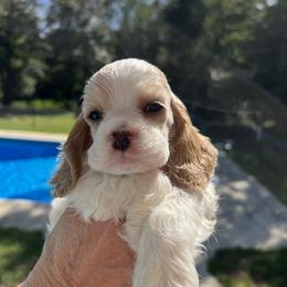 Cocker Spaniel Puppies from Dovecreek Cockers
