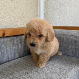 Boy 2 - Apricot male Goldendoodle puppy in Spring Hill, Florida from Ohana Doodles