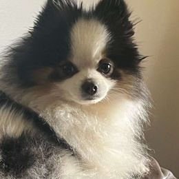 Maybeline - Pomeranian