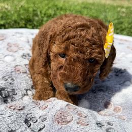 Goldendoodle puppies from As You Wish Doodles