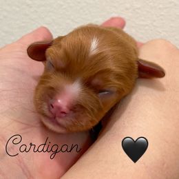 Cardigan - Ruby male Cavalier King Charles Spaniel puppy in Eau Claire, Wisconsin from Regal Cavaliers