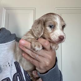 Taffy - Dapple female Dachshund puppy in Cheyenne, Wyoming from Great Basin Hounds