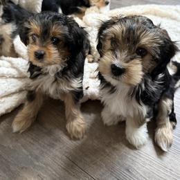 Morkie Puppies from Georgias Finest Puppies