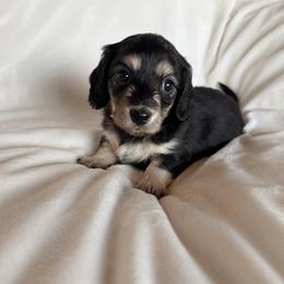 Whisper - Black and cream female Dachshund puppy in San Diego, California from Enchantables