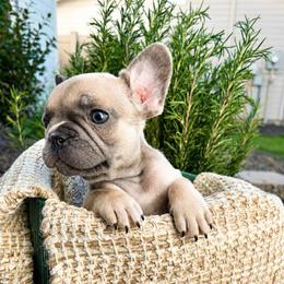 Red Collar - Blue fawn male French Bulldog puppy in Caldwell, Idaho from Idaho French Bulldogs