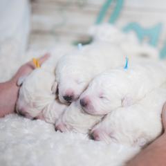 Border Collie and Maremma Sheepdog Puppies from 2J 2K Border Collies & Maremma Sheepdogs