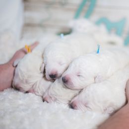 Border Collie and Maremma Sheepdog Puppies from 2J 2K Border Collies & Maremma Sheepdogs