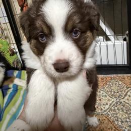 Gracie Lou - Red tri-color female Miniature American Shepherd puppy in Spanaway, Washington from Meadow Run Mini American Shepherds