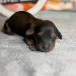 Black Walnut - Cream male Dachshund puppy in Washington from Beautiful Doxies