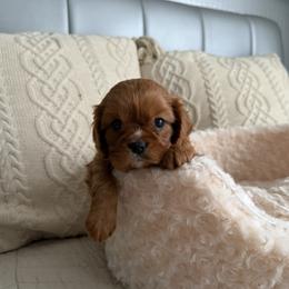Girl 2 - Ruby female Cavalier King Charles Spaniel puppy in Spokane Valley, Washington from Olga's Cavalier King Charles Spaniels