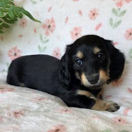 VALENTINA - Black and cream female Dachshund puppy in Star, Idaho from October Hounds