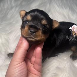 Maverick - Black and gold male Yorkshire Terrier puppy in Riverside, California from Heaven_sent_toy_yorkies
