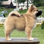 German Shepherd and Icelandic Sheepdog Puppies from Caradoc Kennel
