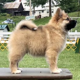 German Shepherd and Icelandic Sheepdog Puppies from Caradoc Kennel