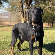 Phlintlock - Beauceron