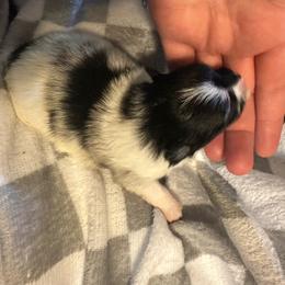 Prada - Blue merle female Pomeranian puppy in Waterloo, Indiana from Garcias Pomeranian