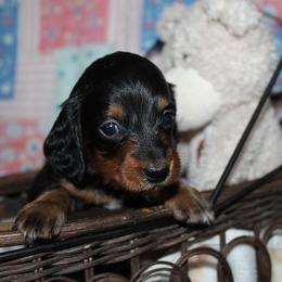Girl 1 - Black and tan female Dachshund puppy in Craig, Colorado from Rocky Mountain Shih Tzus and Dry Creek Miniature Dachshunds