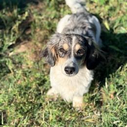 Boots - Dachshund