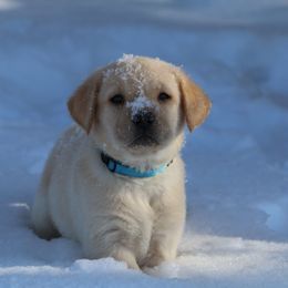 Blue - Yellow male Labrador Retriever puppy in Lawton, Michigan from DuckAlly Kennel