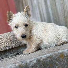 Snowflake (green) - Wheaten female Scottish Terrier puppy in Chattanooga, Oklahoma from Lottie Dottie Scottie’s and Papillons