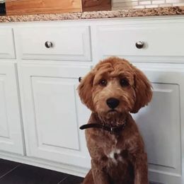 Goldendoodle and Poodle All Grown Up from Green Heart Poodles and Doodles