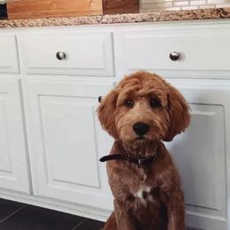 Goldendoodle and Poodle All Grown Up from Green Heart Poodles and Doodles