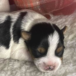 Yorkshire Terriers from Frankya’s Yorkie Connection LLC