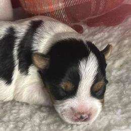 Yorkshire Terriers from Frankya’s Yorkie Connection LLC