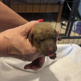 Boy 4 - male Chesapeake Bay Retriever puppy in Las Vegas, Nevada from Birdsview Chesapeake Kennel